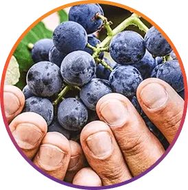ResveraBurn™ Resveratrol