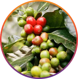 Chlorogenic Acid